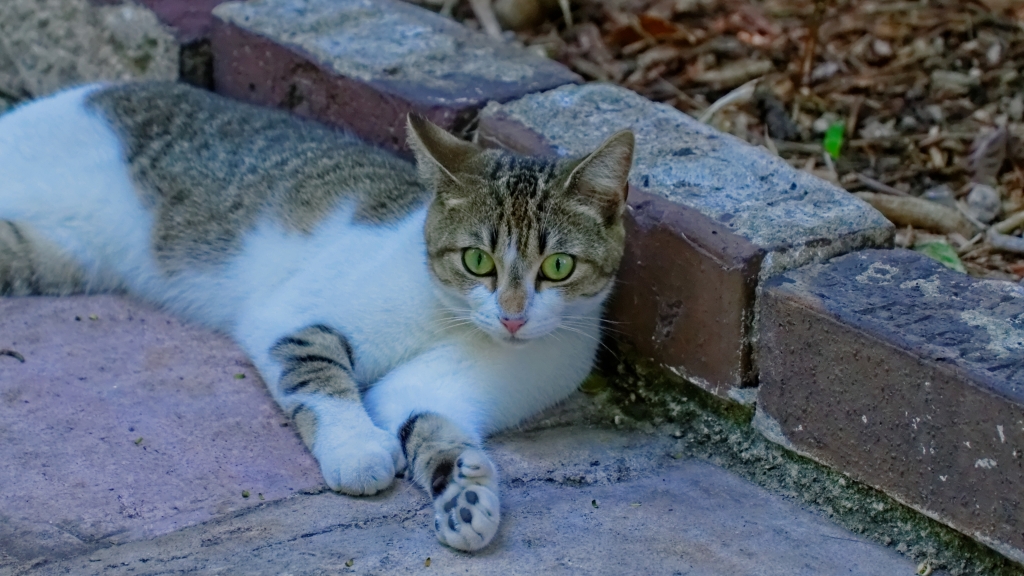 04 - Key West (8) Hemingway Home.jpg